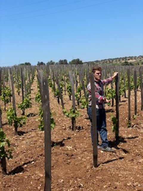 Occhipinti PT Vino di Contrada Frappato 2019 BIO