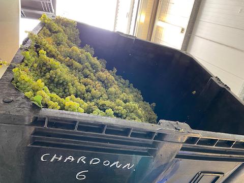 Kühling-Gillot Pettenthal Riesling Großes Gewächs 2020 BIO
