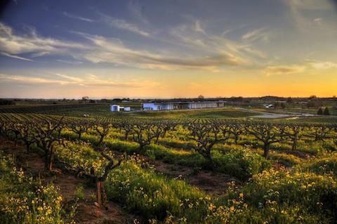 Andis Wines