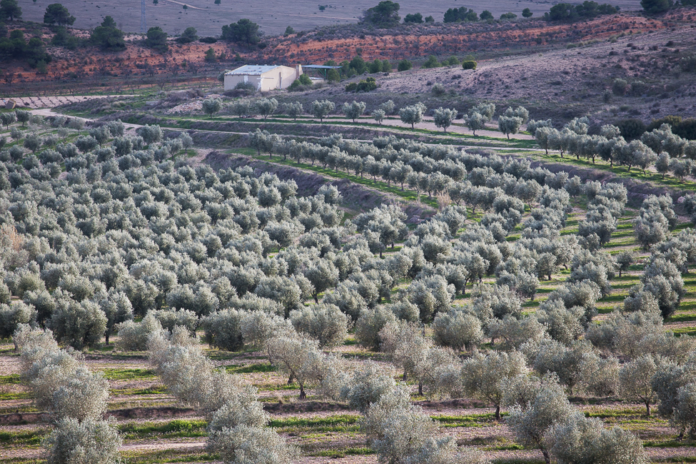 Deortegas Aceite de Oliva Virgen Extra Olivenöl Picual BIO