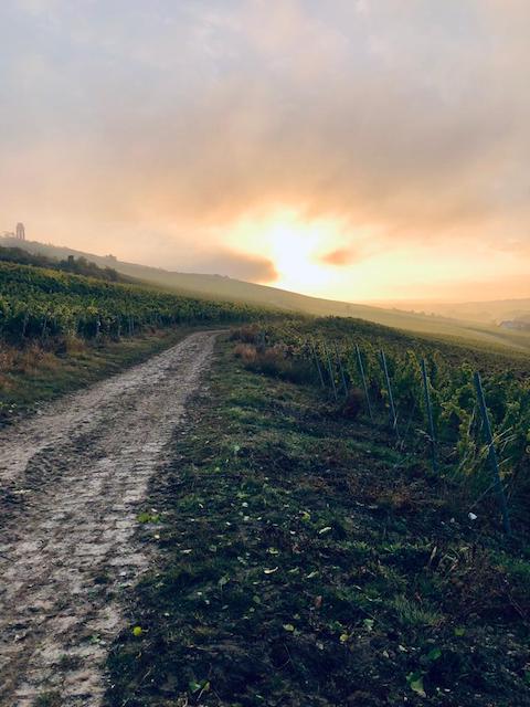 Schwedhelm Wotan Kalkfels Riesling 2021 trocken