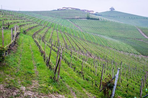 Fratelli Revello Barolo Vigna Gattera 2020