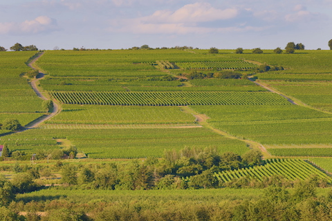 Baum-Barth Frühburgunder-R- 2022