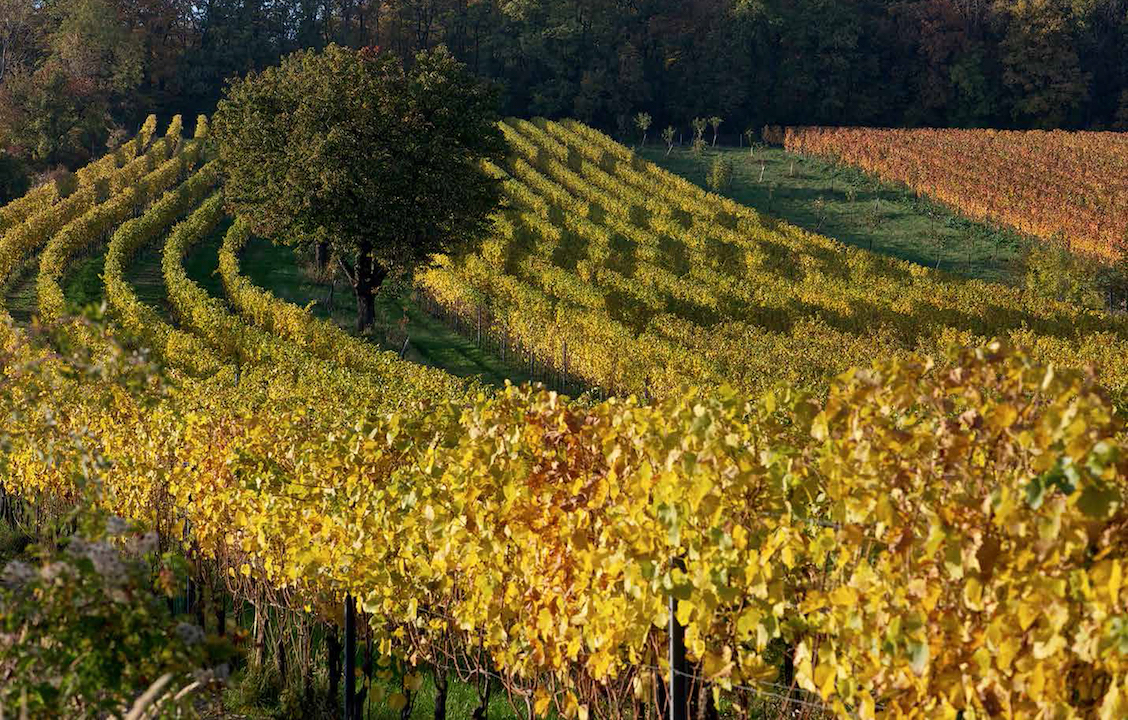 Heinrich Roter Traminer Freyheit 2021 BIO