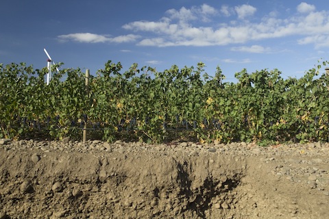 Cayuse Impulsivo Tempranillo 2013