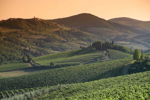 Montevertine Pian del Ciampolo 2023