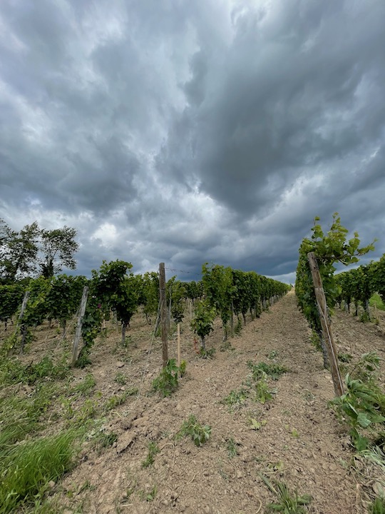 Künstler Hochheim Hölle GG Riesling trocken 2019