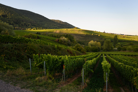 Ellermann Spiegel Windrosé Cuvée