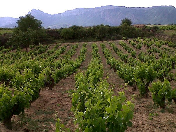 Tentenublo-tinto-Rioja-1.jpg