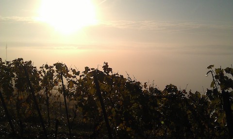 Forstmeister Geltz Zilliken Saarburg Rausch Riesling Großes Gewächs 2019 MAGNUM