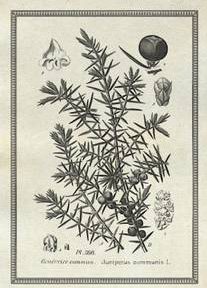 Monkey-47-Schwarzwald-Dry-Gin-1.jpg