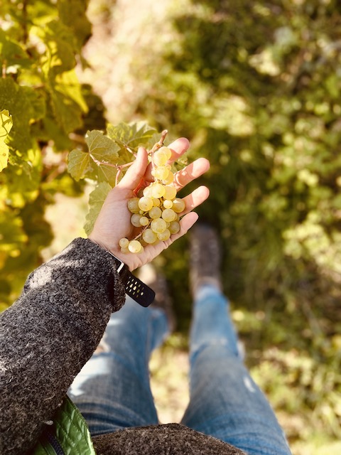 Schwedhelm Zellertal rosé brut