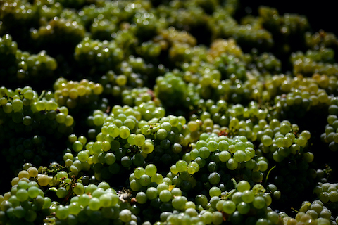 Ellermann Spiegel Grauburgunder