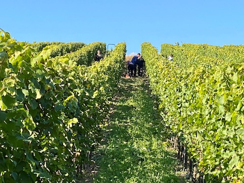 Von Winning Deidesheimer Herrgottsacker Riesling 2021