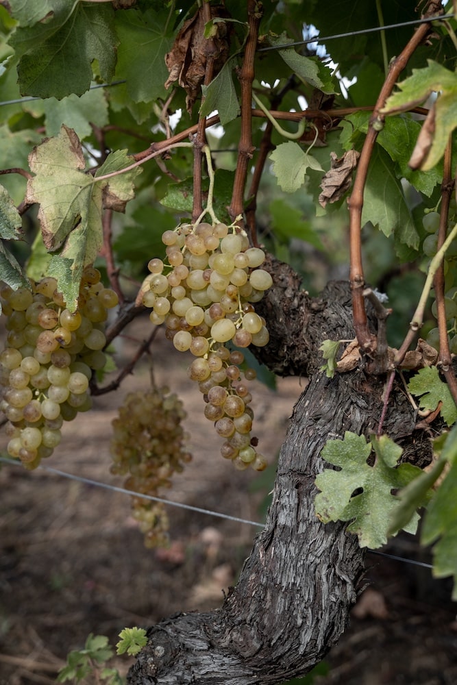 Niepoort Redoma tinto 2021