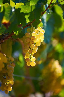 Van Volxem Altenberg Alte Reben Riesling Großes Gewächs 2020 MAGNUM