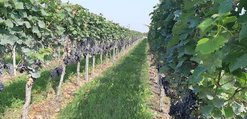 Büsser-Paukner Grauburgunder HAUSWEIN