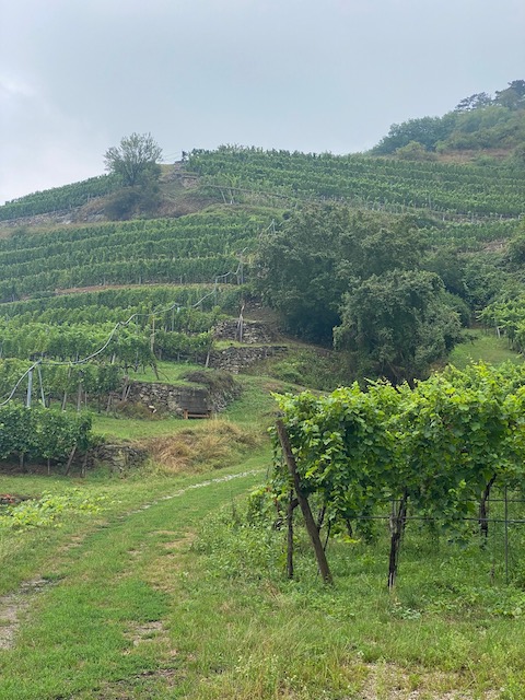 Pichler-Krutzler Riesling Loibenberg 2021
