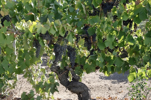 Langmeil Steadfast Shiraz Cabernet