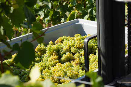 Schittler Becker Zornheim Sauvignon Blanc