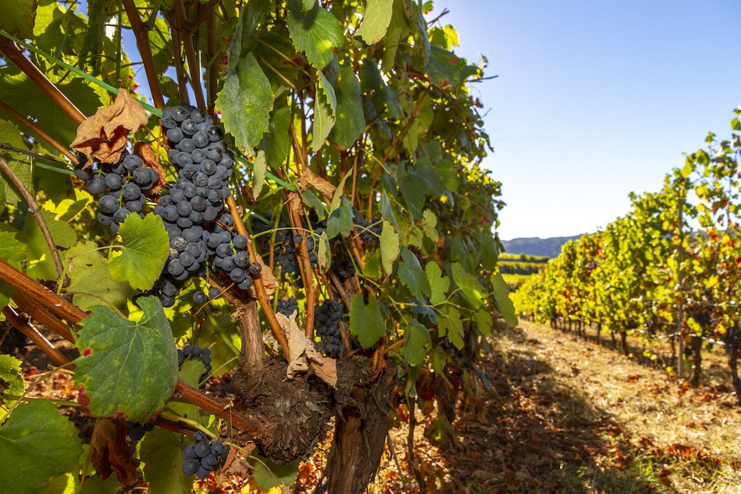Vinos de Encostas Xose Lois Sebio Coios