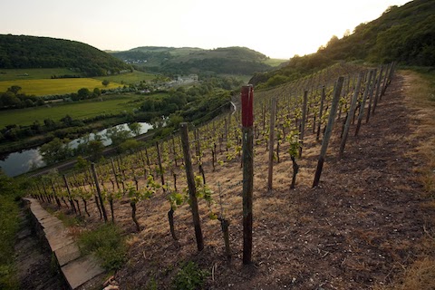 Dönnhoff Niederhäuser Hermannshöhle Riesling GG 2024