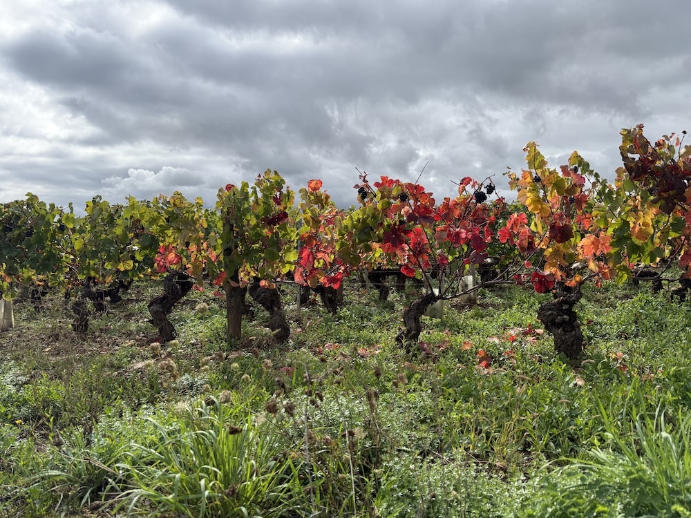 Dujac Vosne Romanée Les Beaux Monts 1er Cru 2022