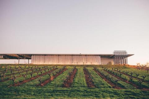Andis Wines Painted Fields Old Vine Zinfandel Sierra Foothills