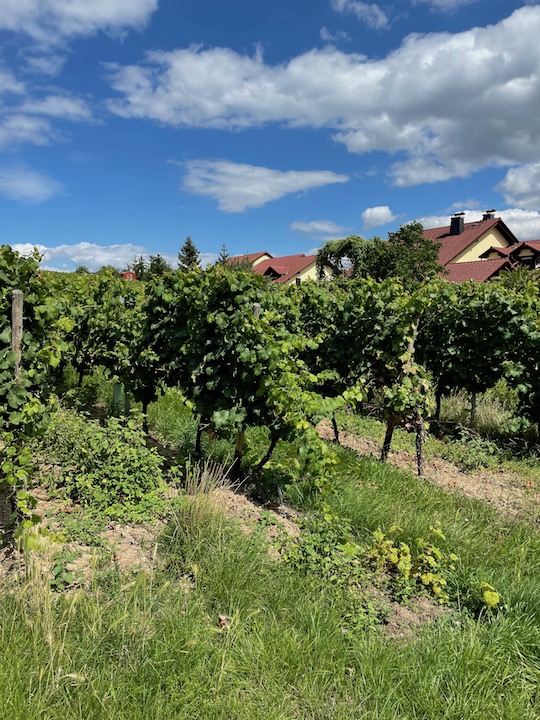 Peter Jakob Kühn Riesling Sankt Nikolaus 2021 GG BIO
