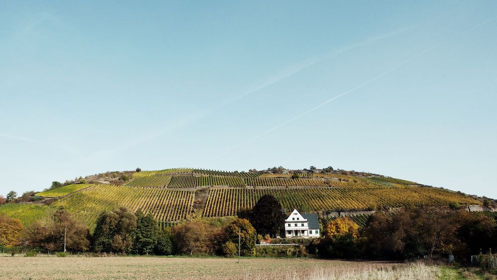 K. H. Schneider Schlossböckelheimer Felsenberg Riesling trocken 2023