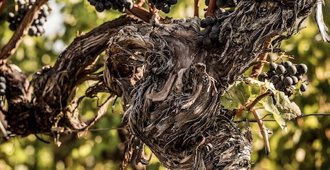 Schneider Rooi Olifant Red Blend 2021