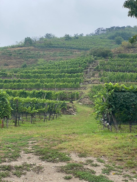 Pichler-Krutzler Grüner Veltliner Rothenhof Alte Reben 2021