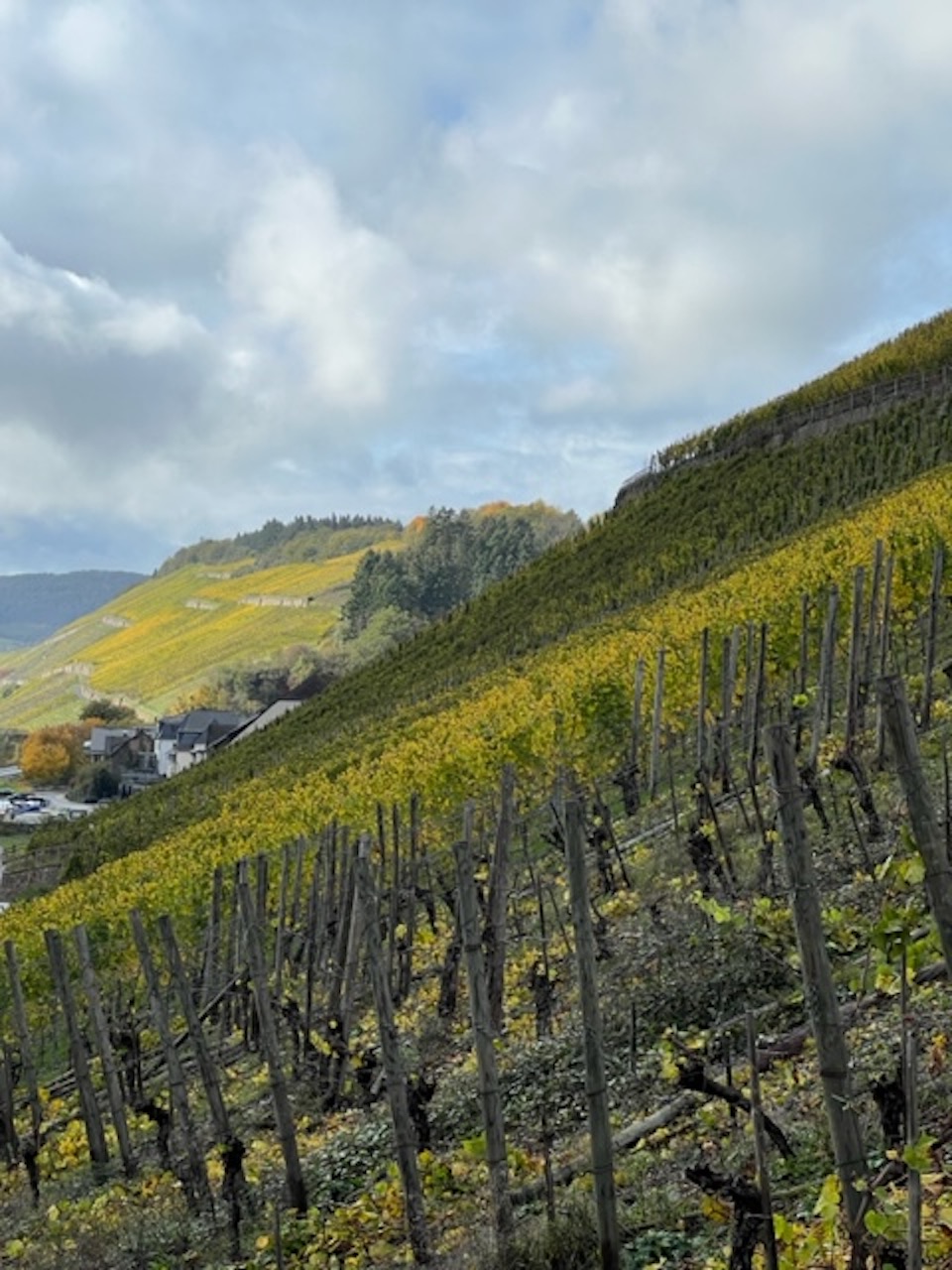 Schloss Lieser Terroir GG Kiste 2020