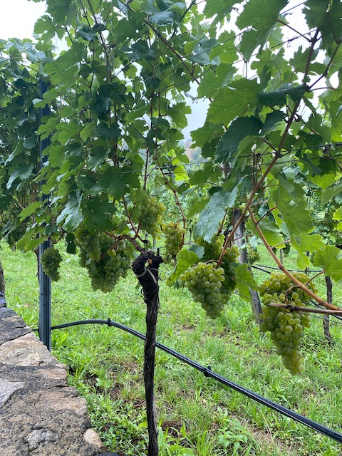 Pichler-Krutzler Riesling Loibenberg 2021