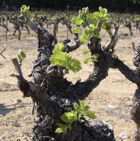 Clavel Cotes-du-Rhone Regulus rouge