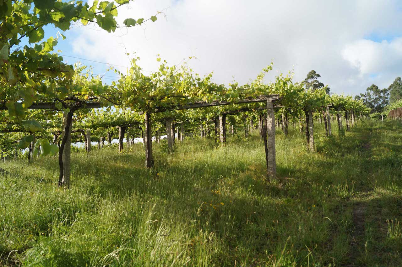 Fulcro Nas Dunas Albariño 2018
