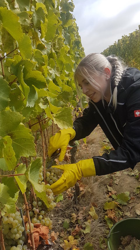 Weinhof Mayer Grauburgunder