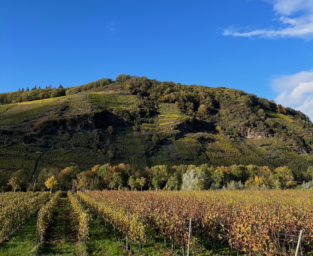 Hermann Ludes Thörnicher Ritsch Riesling Kabinett Speyer 2024