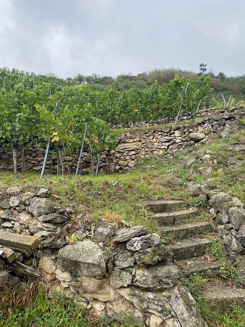 Pichler-Krutzler Grüner Veltliner Rothenhof Alte Reben 2021