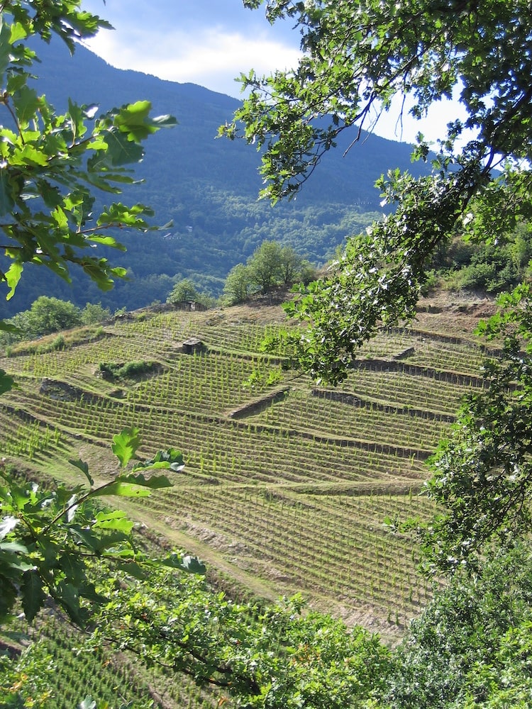Domaine des Ardoisières Argile IGP Vin des Allobroges 2023 BIO