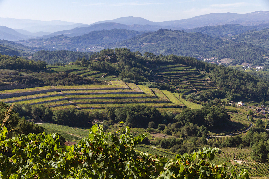 Vina de Martin
