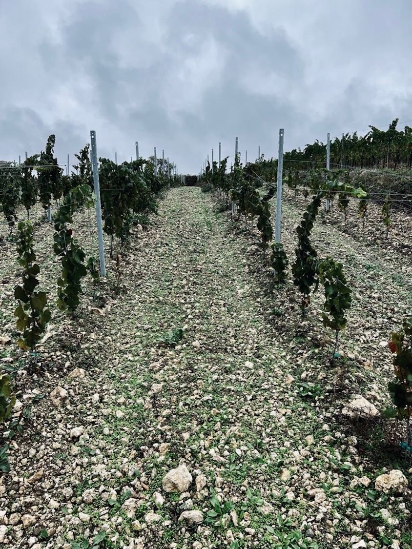 Schwedhelm Zellertal Pinot brut