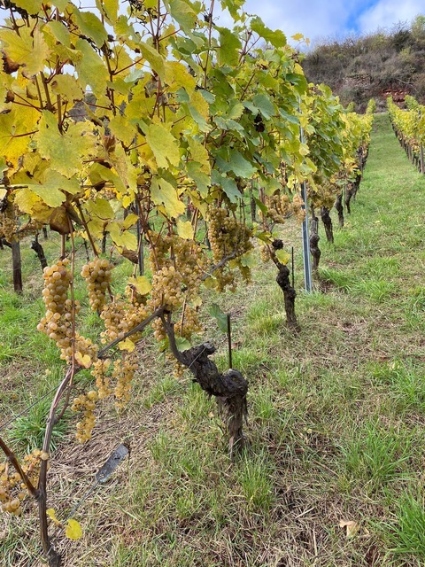 Battenfeld Spanier Frauenberg Riesling Großes Gewächs 2024 BIO