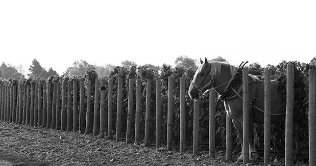 Horsepower Vineyards The Tribe Vineyard Syrah 2013