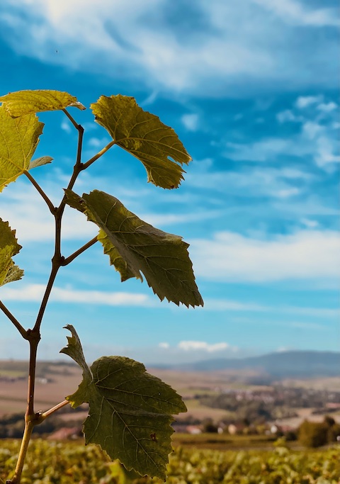 Schwedhelm Wotan Kalkfels Riesling 2021 trocken