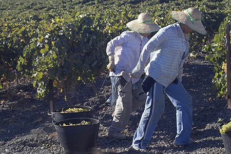 Perez-Marin-La-Guita-Manzanilla-2.jpg