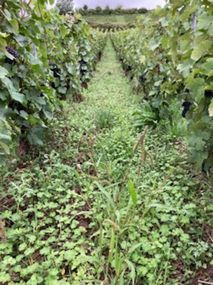 Mabe Les Petits Prevosts Bonneil Brut Nature