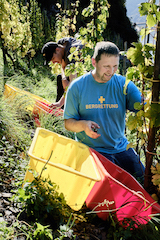 Vollenweider Goldgrube Aurum 2017 ausgegoren