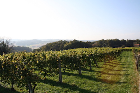 Neumeister Ried SAZIANI Grauburgunder G STK 2017 BIO