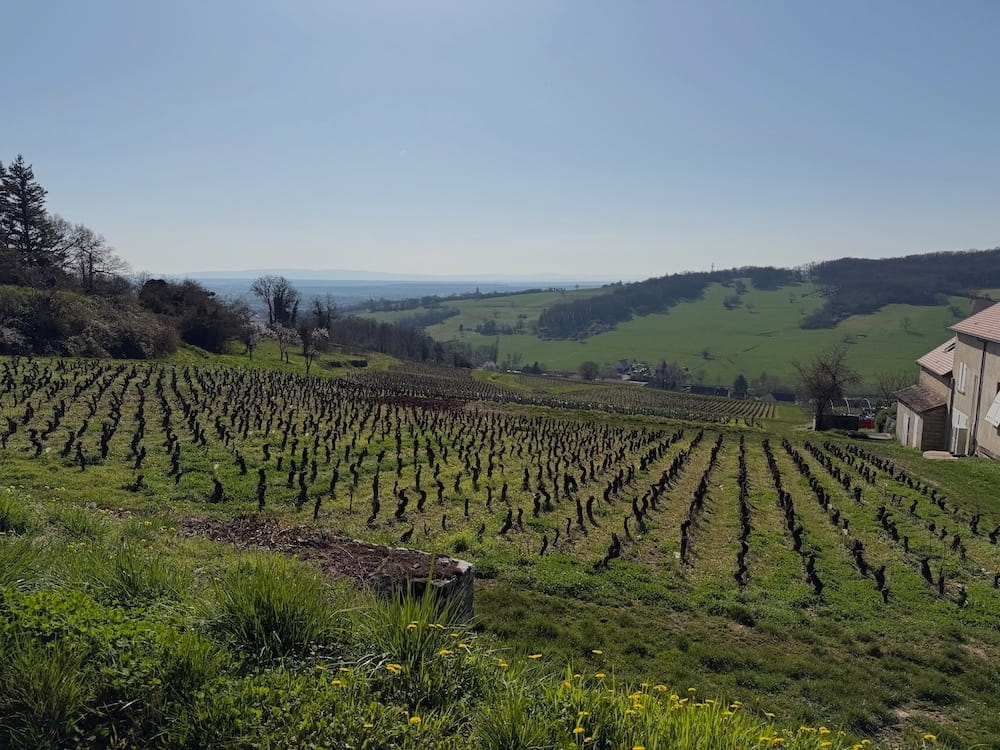 Domaine Denis Mortet Bourgogne Rouge Cuvee De Noble Souche 2022